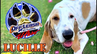 15yo Porcelain Hound Lucille  Best Dog Trainer  El PasoTX [upl. by Brendis183]