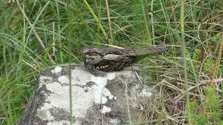 Caprimulgus europaeus European nightjar [upl. by Siurad857]