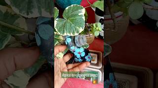 5 Shade loving plants 🖐️ water propagation indoorplants perrennielornamentalplants [upl. by Appolonia630]