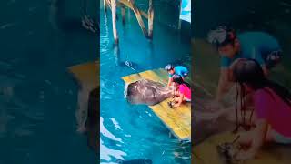 STRINGRAY ‼️ ikanhiasaquarium fish stringray shorts shortsvideo ikanpari himantura fyp [upl. by Garrick]