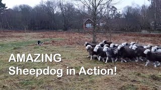 Sheepdog in Action  Amazing skills with Herdwick sheep [upl. by Nogaem]