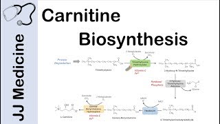 Carnitine Biosynthesis Pathway [upl. by Delmar]