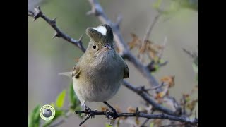 FIOFÍO SILBÓN Elaenia albiceps [upl. by Aramas177]