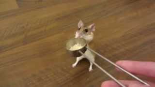 how to teach a mouse to spin on cue [upl. by Nahtnahoj]