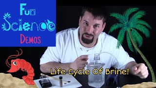 Life Cycle of Brine Shrimp [upl. by Anomas]