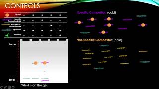 EMSA Electrophoretic Mobility Shift Assay Fig 536 [upl. by Staley450]