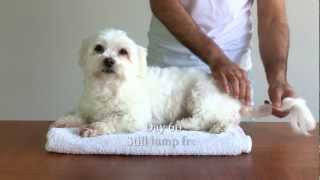 Dog vs Lump HD how to destroy cysts amp tumours [upl. by Cullen786]