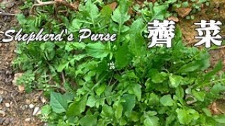 噹噹噹！薺菜大現蹤，野友們多留意！Capsella bursapastoris [upl. by Kcoj]