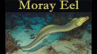 Moray Eel  Strange and Weird Aquatic [upl. by Sregor]