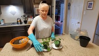 REPOTTING MY PILEA PLANTS  DONNA JOSHI [upl. by Candra]