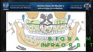 Panorámica Estructuras óseas del Maxilar [upl. by Delwyn932]