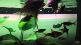 Hand feeding pearl leeri gouramis and rasbora school [upl. by Damaris]