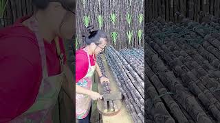 Fresh black sugarcane cutting process Good tools and machinery can increase work efficiency [upl. by Annez]