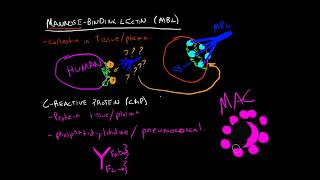 Immunology  MannoseBinding Lectin amp CReactive Protein [upl. by Llennoj979]