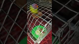 new member Pattu parrot kids comedy viralvideo trending [upl. by Ennairb160]