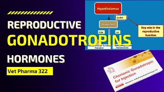 VET PHARMA 2  Reproductive Hormones Gonadotropins  Module 242 Student Output [upl. by Fabiola]