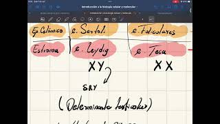 Ovogénesis y foliculogénesis parte 1 [upl. by Colis]