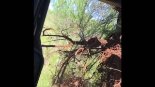 Grubbing mesquite in the Texas hill country [upl. by Keller639]