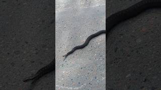 Fat Snake Warming Itself on the Dirt Road lapland nature snake sweden [upl. by Hecker211]