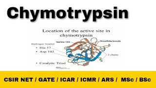 Chymotrypsin enzyme  Mechanism Catalytic Triad CSIR NET Life Science  Gate Life Science  Hindi [upl. by Llehcal]