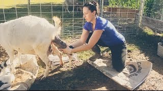 Assisting with a Baby Goat BIRTH on the Homestead [upl. by Jacoba]