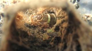 Hydrdopsychid caddisfly feeding [upl. by Eeleimaj]