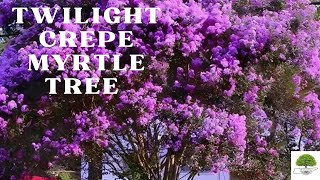 Twilight Crepe Myrtle Tree  TN Nursery [upl. by Ellehsal638]