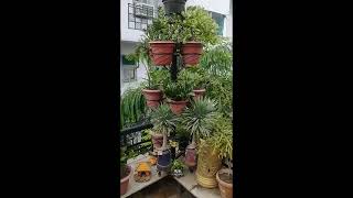 Short plants arrangement small space 2024 craft diybirdhouse homedecor organization balcony🌻🌻 [upl. by Enneyehc]