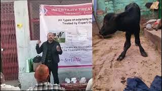 Infertility in Cattle  treatment Camp  Anestrus  Repeat breeding in cow and buffalo jammu vet [upl. by Alfonse]