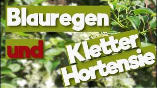 Kletterpflanzen Die Artisten unter den Pflanzen Blauregen und Kletterhortensie [upl. by Alyag]