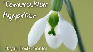 Tomurcuklar Açıyorken Seni andım dün gece  Ney ile Instrumental [upl. by Ecaroh]