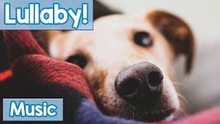 Lullabies for Dogs to Sleep to Calm Your Dog and Help them Have a Sound Sleep with this Music [upl. by Hylan697]