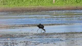 Ibis at Muirhead springs forest preserve [upl. by Aubert]