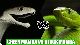 GREEN MAMBA VS BLACK MAMBATAZAMA MWENYE HAPA [upl. by Jarus496]