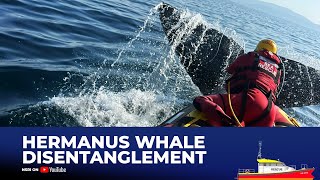 NSRI Hermanus Assists in Disentangling Whale [upl. by Reppep652]