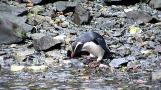 Fiordland Crested Penguin  Milford Sound New Zealand [upl. by Aneehsyt]