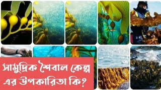 সামুদ্রিক শৈবাল কেল্প কি কি কাজে ব্যবহার হয় [upl. by Yenruoj897]