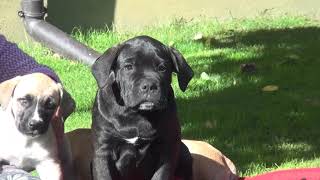 Dogo Canario und Cane Corso Welpen beim Herbstsonne genießen [upl. by Gordie555]