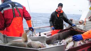 Skrei fishing in Norway [upl. by Aitenev634]