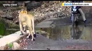 Lion Crosses Path of Forest Workers in Gir Forest India [upl. by Lehcer]