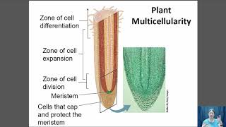 Multicellularity [upl. by Judenberg]