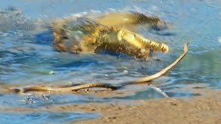 Black Mamba Tries to Escape Crocodile [upl. by Erny]