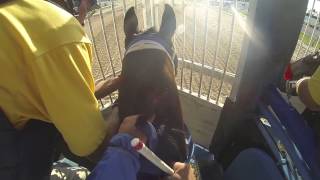 Trey Ellis trained horse jockey cam [upl. by Ailefo838]