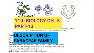 Class 11 BiologyCh5 Part13Description of Fabaceae familyStudy with Farru [upl. by Alathia]