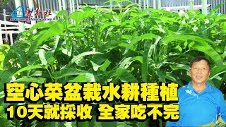 空心菜盆栽水耕種植，10天就採收，全家吃不完！ [upl. by Wendelin342]