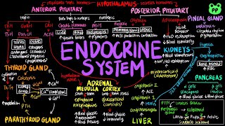 Endocrine System  Animal Physiology 07  Biology  PP Notes  Campbell 8E Ch 45 [upl. by Cathy]