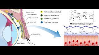 In situ gelling mucoadhesive polymers for ocular delivery of pilocarpine [upl. by Eellehs]