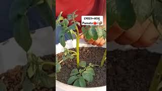 potato  tomato 🍅 cultivation  tomato potato tiktok organicfarming viralshort short feed [upl. by Kilby376]