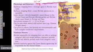 Structure and morphology of Borrelia [upl. by Sibeal]