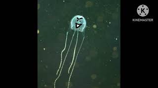 Facts About The Irukandji Jellyfish 🪼☠️🪦 [upl. by Vernier218]